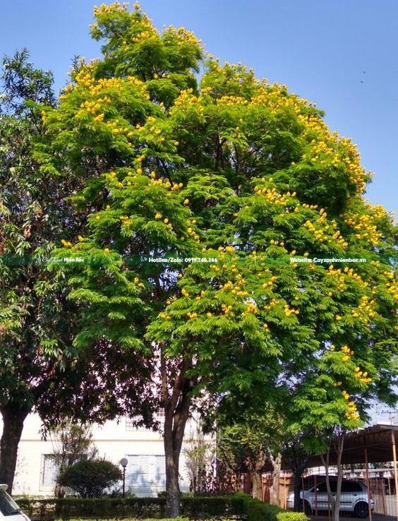 cây lim xẹt trồng đường phố